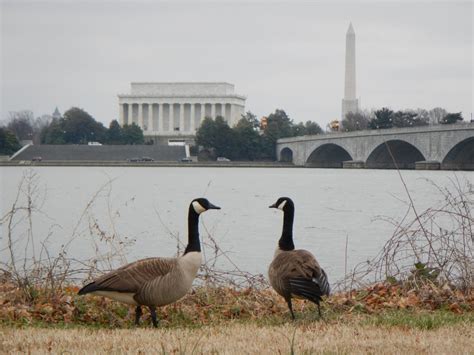 Canada Geese Guarding Dc Landmarks Smithsonian Photo Contest