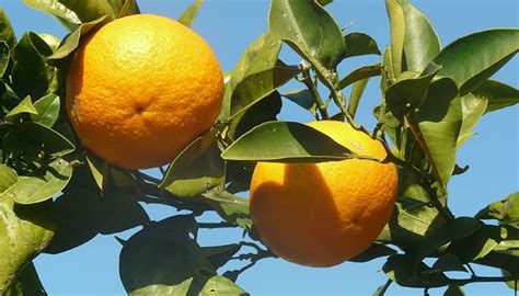 5 Beneficios Y Propiedades Del Naranjo Agrio Plantasyflorespro