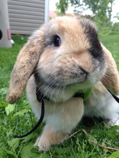 Our Harlequin Holland Lop Cute Baby Bunnies Holland Lop Rabbit Colors