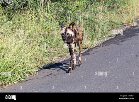 Close Up Of Rare Endangered African Painted Wild Dog Walking On Asphalt
