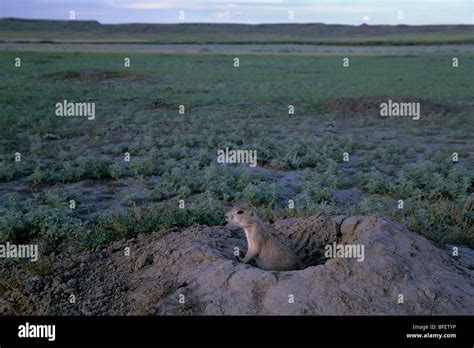 Black Tailed Prairie Dog Cynomys Ludovicianus At Burrow Grasslands