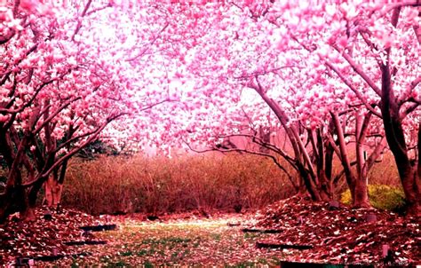 Anime Cherry Blossom Landscape Wallpapers Wallpaper Cave