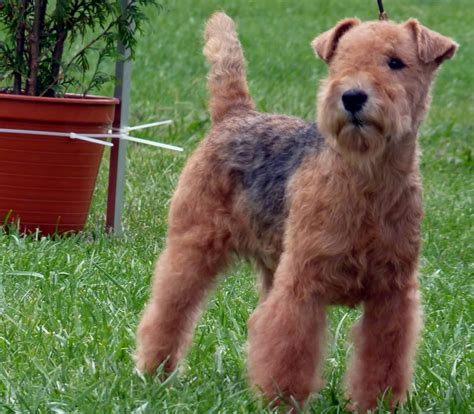 As lakeland terriers mature into adulthood, be sure to keep clear who the pack leader is. Lakeland Terrier - Breeders, Puppies and Breed Information ...