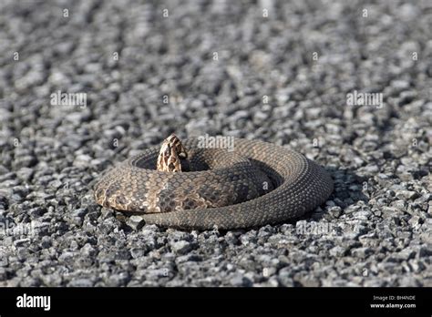 Cottonmouth Snake Agkistrodon Piscivorus Conanti Warming Up On Road