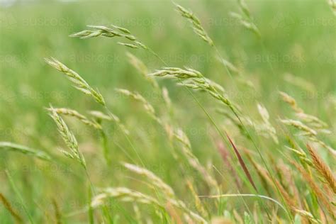 Image Of Pasture Grass Going To Seed In Spring Austockphoto