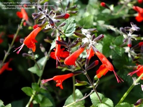 Welcome to the famous dave's garden website. Plant Identification: CLOSED: Red flower plant ID, 2 by ...