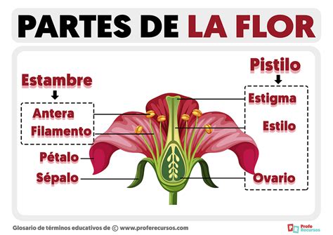 Top Partes Importantes De Una Flor Anmb Mx