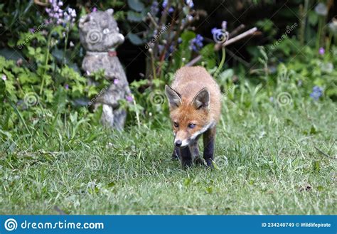 Urban Fox Cubs Exploring The Garden Stock Image Image Of Beautiful