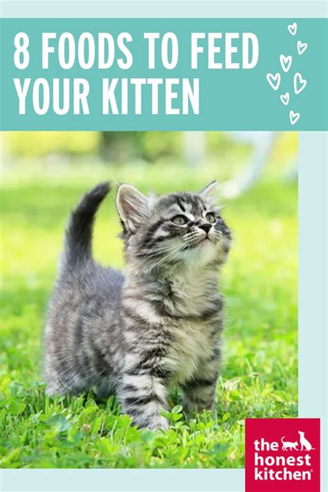 What To Feed Kittens Helpful Timeline And Food Examples The