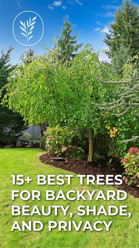 15 Best Trees For Backyard 🌳🍃 Choices For Shade Privacy And Beauty