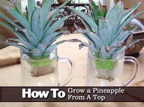 How To Grow A Pineapple Garden And Yard Indoor Garden Vegetable