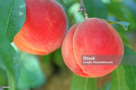 Peaches In The Peach Orchard Stock Photo Download Image Now Color