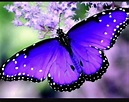 Pin by Sue Walberg on Mariposas | Most beautiful butterfly, Beautiful ...