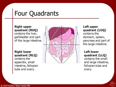 Female Right Lower Quadrant Anatomy