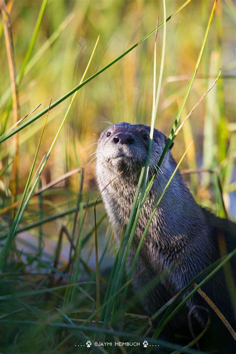 River Otters And Their Incredible Comeback In Californias Bay Area