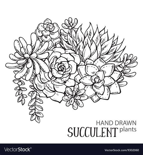 Vector Illustration Of Hand Drawn Succulent Plants Black And White