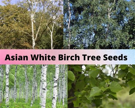 Asian White Birch Tree Seeds
