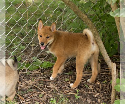 Check spelling or type a new query. View Ad: Shiba Inu Puppy for Sale near Wisconsin, MILWAUKEE, USA. ADN-209036