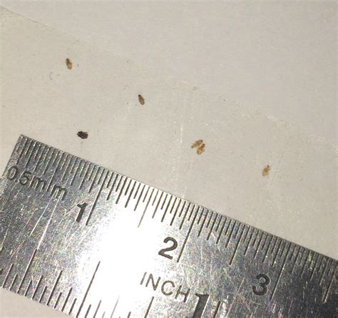 Are These Bed Bugs Found Them On My Bedroom Walls Rwhatsthisbug