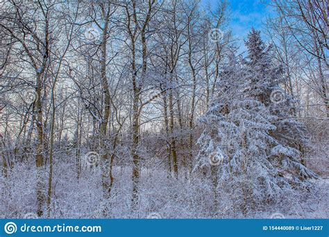 Snowy Frost Covered Treeline Stock Image Image Of Trees Winter