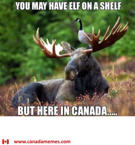 Goose On A Moose 🇨🇦 Canada Memes