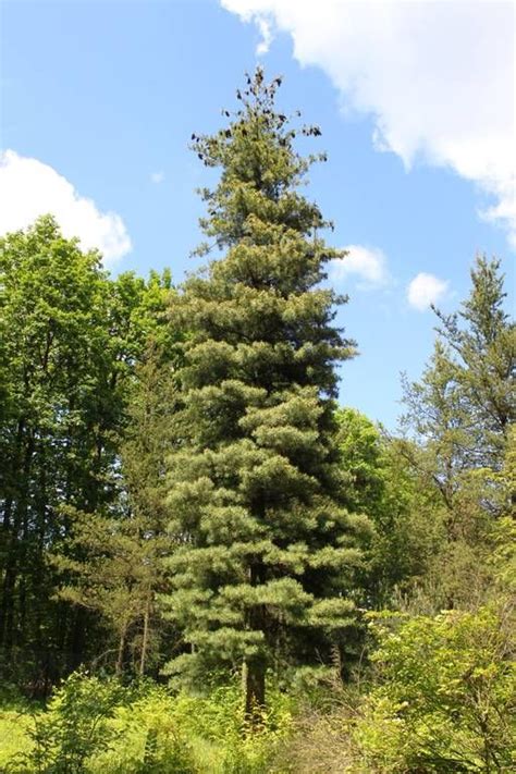 Western White Pine Pinus Monticola In Rogów Arboretum Poland White
