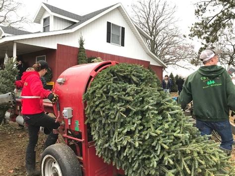 West Michigan Christmas Tree Farms 15 Places To Cut Your Own