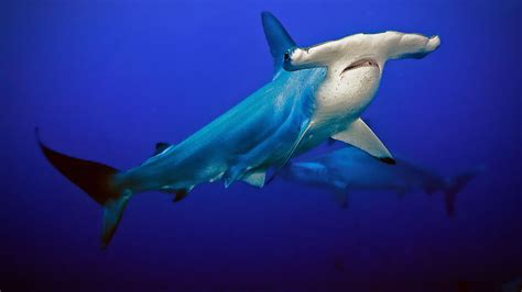 Dziwolągi Rekiny National Geographic