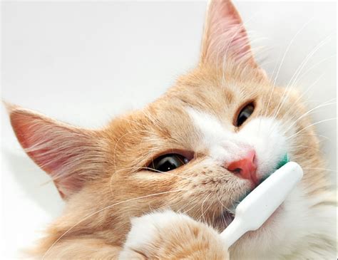 Cat Dental Care Catpedia