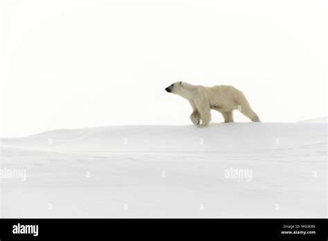 Mature Adult Female Polar Bear Walks Across The Snow On Top Of An