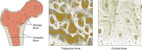 What Are The Two Types Of Bone Tissue How Do They Differ In Structure