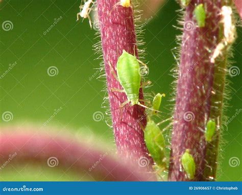 Aphids Or Plant Lice 1 Woolly Adelgid 2 Woolly Adelgid 3 Root