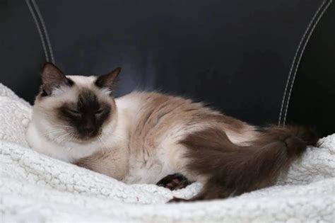 The Balinese Cat Breed Information The Essential Guide I Pets4you