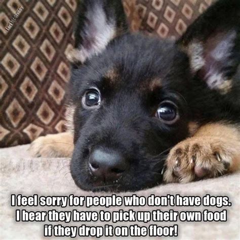 Funny Animal Memes Funny Animal Pictures Dog Pictures Funny Dogs