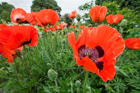How To Care For An Oriental Poppy Plant 2022