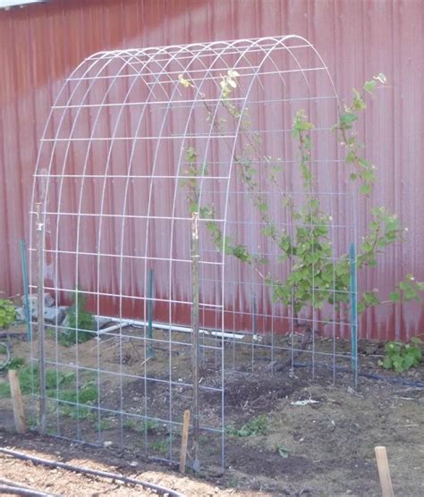 Fred decker 5 best vegetables to grow in small gardens. 37 Chic and Simple Garden Trellis That You Can do It Yourself - Homiku.com | Diy garden trellis ...