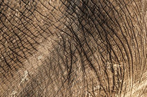 African Elephants Skin Photograph By Tony Camachoscience Photo
