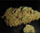 Mr. Nice | Marijuana Strain Reviews | AllBud