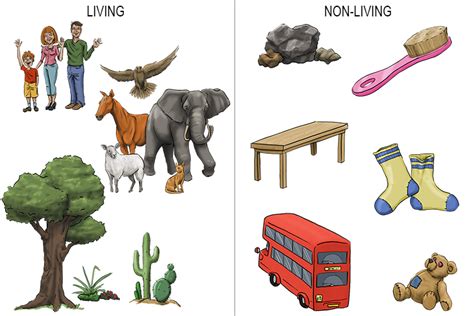 Clipart Living And Non Living Things