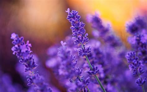 Smell the lavender's soothing fragrance, listen to grasses sway in the breeze, and feel a sense of calm wash over you. Download wallpapers lavender, field flowers, spring ...