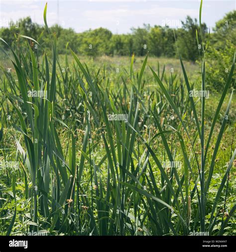 Bulrush Rush Rushes Hi Res Stock Photography And Images Alamy