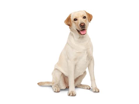 Labrador Retriever Png Transparent Image Download Size 866x650px