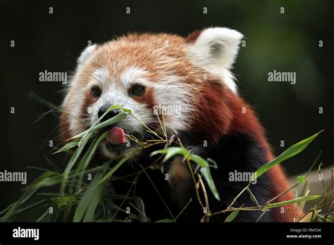 Red Panda Ailurus Fulgens Eats Bamboo At Chomutov Zoo In Chomutov