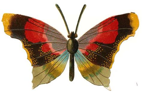 Want to find public domain images for free? Free Vintage Butterfly Pictures