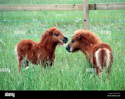Two Cute Adorable Brown White Falabella Miniature Horses Standing In In