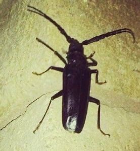 Hi chandlergardner, palo verde beetles emerge during our summer monsoon season and can be a frightening sight on warm evenings. Palo Verde Beetle Pest Control Phoenix AZ — Responsible ...