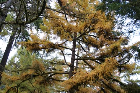 November Highlights Hoyt Arboretum