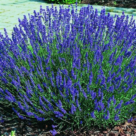 Two Live Plants Hidcote Lavender Plant Non Gmo 3 6 Inches Tall Etsy