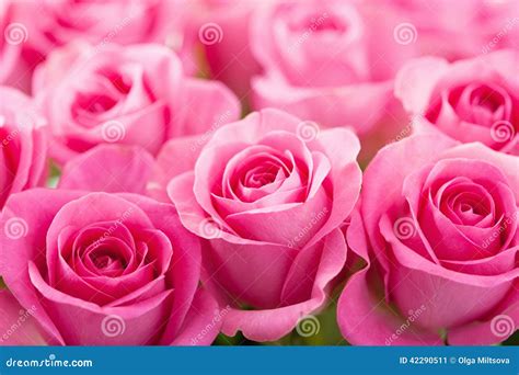 Beautiful Pink Rose Flowers Background Stock Image Image Of Natural