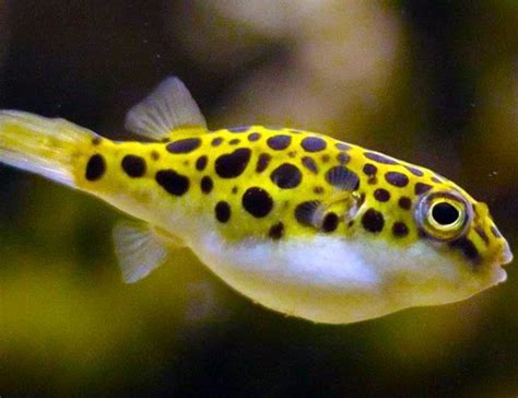 Green Spotted Puffer Care And Breeding Guide The Aquarium Guide